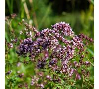 semi di origano perenne resistente - giardino interno esterno aiuola balcone 500pcs