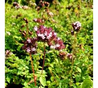 semi di origano perenne resistente - tappezzanti giardino balcone serra esterno 35pcs