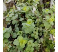 semi di origano perenni balcone interno esterno 250pcs