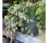 semi di origano perenni balcone interno giardino esotiche resistenti biologici 100pcs