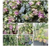 semi di origano perenni decorative rari interno balcone resistenti esotiche 300pcs