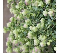 semi di origano perenni giardino esterno rari interno resistenti 800pcs