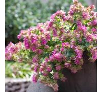 semi di origano perenni resistenti interno esterno giardino 500pcs