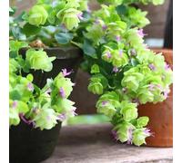 semi di origano perenni vecchie varietà giardino interno rari 50pcs