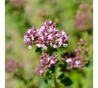 Semi di origano - rare Origano volgare - regali per giardinieri vecchie varietà semi di da cucina semi di selvatiche 100pcs
