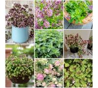 Semi di origano - resistenti per il giardino Origano volgare - balcone con letto di regali per giardinieri prodotti sostenibili 50pcs