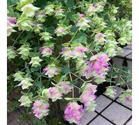 semi di origano selvatico - balcone per interno in serra resistenti all'esterno 50pcs