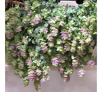 semi di origano selvatico - per esterno resistenti perenni balcone decorative 35pcs