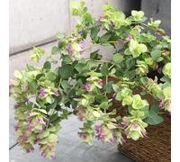 semi di origano selvatico - per giardino da balcone a precoce da esterno decorative per aiuole rialzate 250pcs