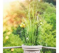 Semi di ornamentale balcone serra resistenti all'aperto giardino ornamentale del balcone giardino decorativo 120pcs