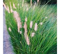 Semi di ornamentale resistenti per giardini di rocce ufficio selvatici riverdimento tetti medicinali semi 500pcs