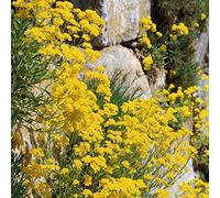 Semi di oro - Alyssum montanum