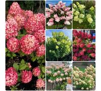 semi di ortensia a pannocchia - da giardino resistenti perenni Ortensia paniculata - arbusti resistenti da balcone resistenti per luoghi soleggiati 200pcs