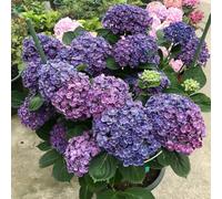 Semi di ortensia - balcone con varietà antiche interno resistenti giardino sul balcone giardino in vaso per l'arredamento dell'ufficio 150pcs