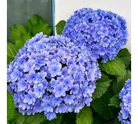 semi di ortensia -, esotiche serre balcone rare rampicanti giardino sul balcone Aiuole rialzate per il giardino interna 20pcs