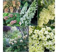 semi di ortensia foglia di rovio - esotica balcone resistente giardino interno - Serie Rara resistente 350pcs