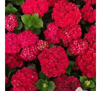 Semi di ortensia - giardino roccioso Vecchie varietà resistenti serre balcone, per il pieno sole 35pcs