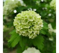 Semi di ortensia palla di neve, da esterno resistenti serre da balcone semi farfalle vecchie varietà decorazione del soggiorno decorazione floreale 90pcs