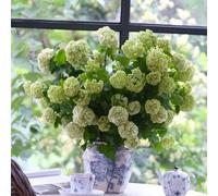 Semi di ortensia palla di neve - rare semi da balcone esotiche serre da balcone vecchie varietà decorazione floreale giardino arbusti decorazione giardino 10pcs