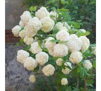 Semi di ortensia palla di neve, semi estivi giardino arbusti biologici decorazione da giardino per esterni serre da balcone copertura del terreno 10pcs