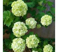 Semi di ortensia palla di neve - serre da balcone decorazione da giardino per esterni semi biologici regali per gli amanti del giardino decorazione floreale esotiche arbusti 60pcs