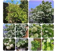 Semi di ortensia palla di neve, serre da balcone vecchie varietà semi biologici estivi giardino arbusti farfalle decorazione del soggiorno esotiche 300pcs