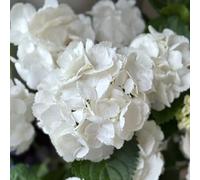 semi di ortensia palla neve decorazioni giardino interno balcone 40pcs