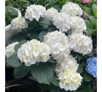 semi di ortensia palla neve giardino interno in vaso balcone resistenti 60pcs