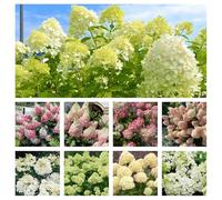 Semi di ortensia paniculata, ortensie paniculate arredamento del soggiorno interna varietà antiche biologiche balcone Aiuole rialzate per il giardino 100pcs