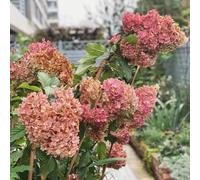 semi di ortensia paniculata, ortensie paniculate, balcone interna giardino roccioso giardino Aiuole rialzate per il balcone d'appartamento 85pcs