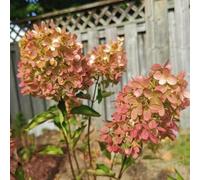 semi di ortensia paniculata - recisi decorazioni giardino per esterni d'appartamento esotiche rare rampicanti, esotiche 85pcs