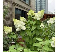 semi di ortensia paniculata varietà antiche biologiche Aiuole rialzate per il giardino, esotiche decorazioni giardino per esterni 3pcs