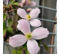 Semi di ortensia rampicante, decorazioni giardino per esterni raro a farfalla antiche varietà di primaverili decorazione serre balcone 200pcs