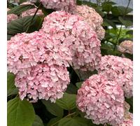 Semi di ortensia - semi di campo regali da giardino per le donne 80pcs