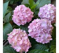 Semi di ortensia - semi di come per gli ospiti 350pcs