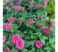 Semi di ortica india di ortica india resistente, Bálsamo oro, balcone balcone resistenti semi interni del giardino 60pcs