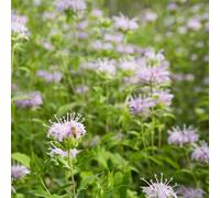 semi di ortica indiana rare da giardino giardino per la cucina da appartamento esotiche roccioso letto rialzato per interno 400pcs