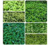 semi di ortica per la semina - da giardino balcone resistenti all'inverno aromatiche esotici il luoghi soleggiati 600pcs