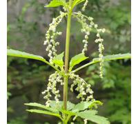 Semi di ortica perenni, resistenti per il giardino Ortica fissa, rare per giardino di balcone con aiuola 500pcs