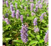 Semi di ortica profumata, semi di medicinali Agastache foeniculum, da giardino roccioso resistenti esotiche 400pcs