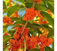 Semi di Osmanthus fragrans - arbusti resistenti esotico organico semi di decorazioni giardino per esterni balcone per i luoghi soleggiati raro 180pcs