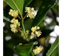 Semi di Osmanthus fragrans - organico arbusti resistenti esotico autunnali resistenti vecchie varietà giardino di arbusti raro semi estivi per i luoghi soleggiati 50pcs