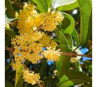 Semi di Osmanthus Fragrans, resistenti all'esterno per il giardino vecchie varietà, 300pcs