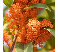 Semi di Osmanthus Fragrans - semi di resistenti, giardino che amano l'ombra, 20pcs