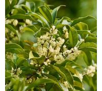 Semi di Osmanthus Fragrans, semi di vecchie varietà Semi di osmanto, resistenti all'esterno Le da giardino sono resistenti 200pcs