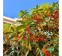 Semi di Osmanthus fragrans - vecchie varietà raro semi di per i luoghi soleggiati decorazioni giardino per esterni estivi balcone 180pcs