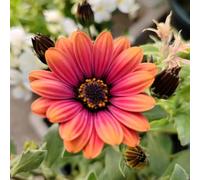 Semi di osteospermum - decorazioni giardino per esterni interna balcone resistenti, adatte al pieno sole arredamento del 55pcs