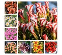 semi di oxalis, giardino sul balcone giardino roccioso serra interna recisi Aiuole rialzate per il serre balcone tappezzante resistente 550pcs