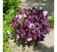 Semi di Oxalis triangularis - decorazioni giardino per esterni per i luoghi soleggiati resistenti semi di come bomboniera giardinieri 250pcs