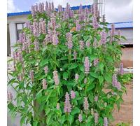 Semi di pachulí a base semi per giardino perenne resistente che copre il terreno giardino primavera 15pcs